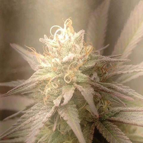 Banana Purple Punch #1 growlog timeline photo