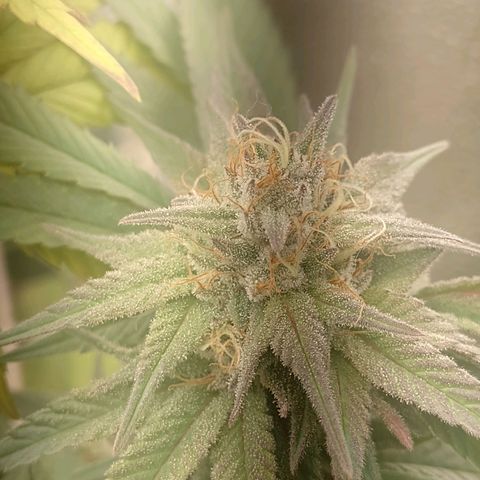 Banana Purple Punch #1 growlog timeline photo