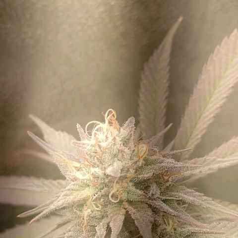 Banana Purple Punch #1 growlog timeline photo