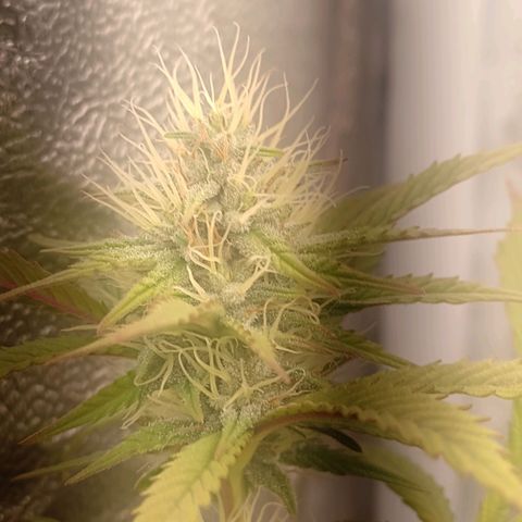 Banana Purple Punch #2 growlog timeline photo
