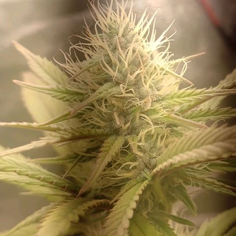 Banana Purple Punch #2 growlog timeline photo