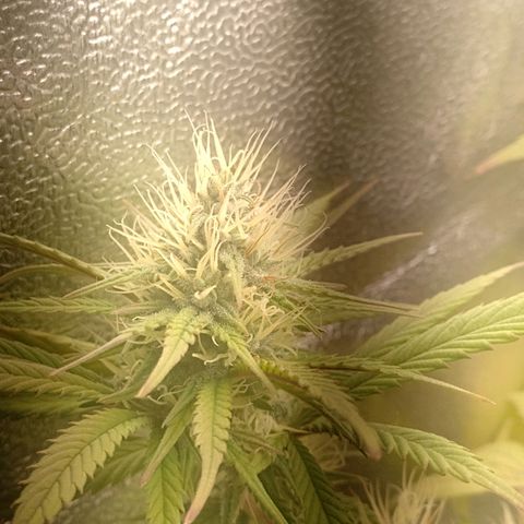 Banana Purple Punch #2 growlog timeline photo