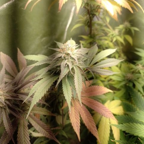 Banana Purple Punch #1 growlog timeline photo