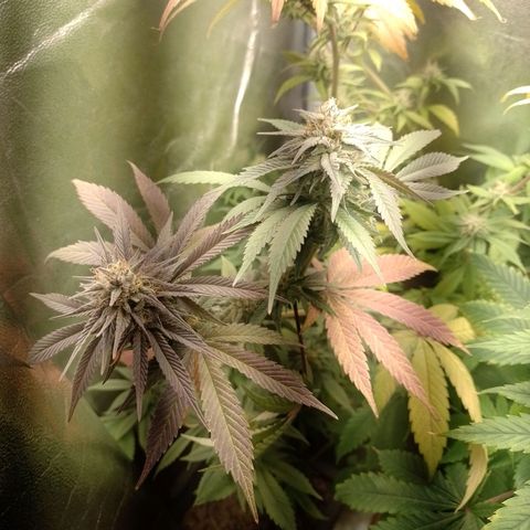 Banana Purple Punch #1 growlog timeline photo