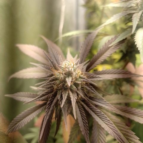Banana Purple Punch #1 growlog timeline photo