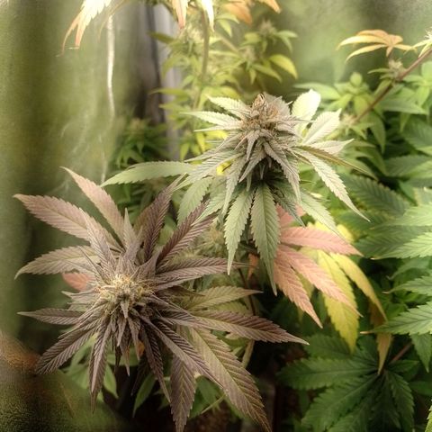 Banana Purple Punch #1 growlog timeline photo