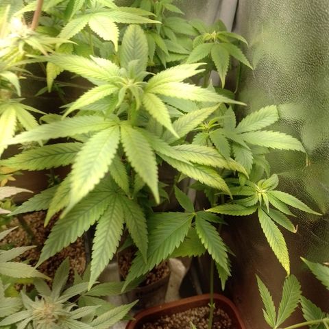 Big Bud 1 growlog timeline photo