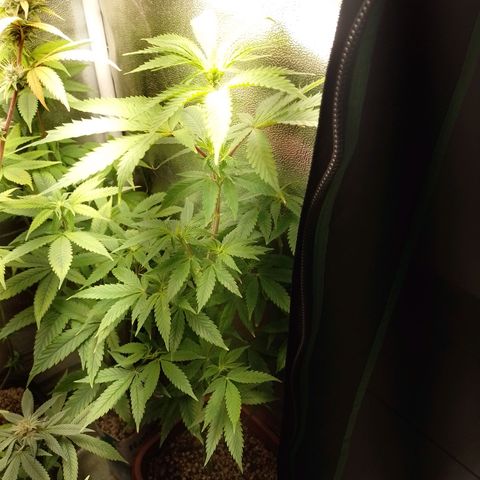 Big Bud 1 growlog timeline photo