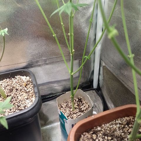 Big Bud 2 growlog timeline photo
