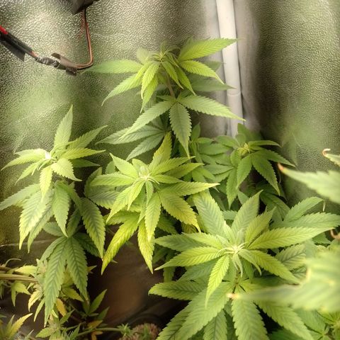 Big Bud 2 growlog timeline photo