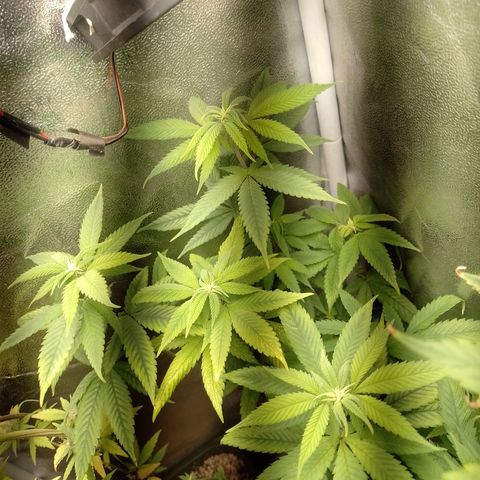 Big Bud 2 growlog timeline photo