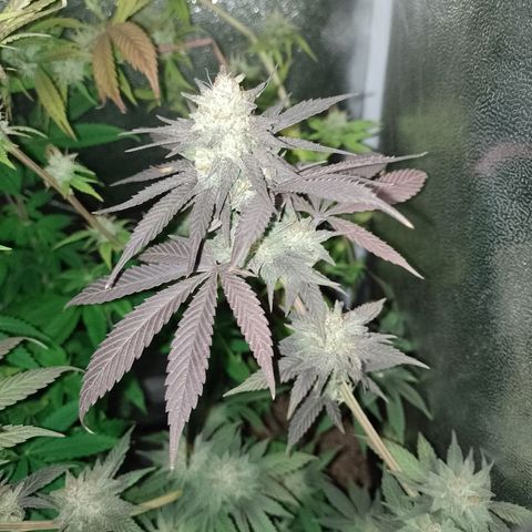 Banana Purple Punch #1 growlog timeline photo