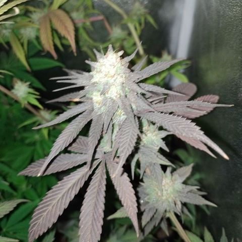 Banana Purple Punch #1 growlog timeline photo