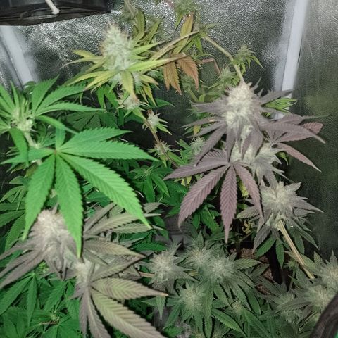 Banana Purple Punch #1 growlog timeline photo