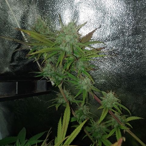 Banana Purple Punch #2 growlog timeline photo