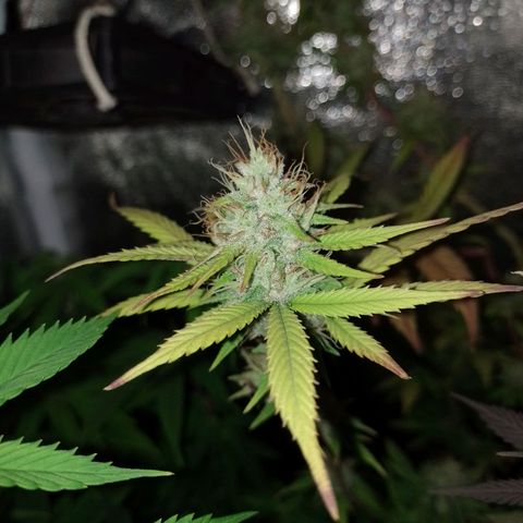 Banana Purple Punch #2 growlog timeline photo