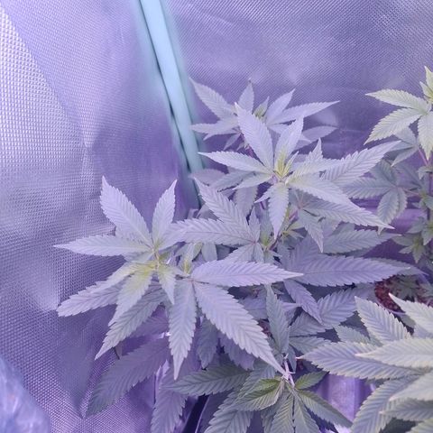Sweet Cherry Pie growlog timeline photo