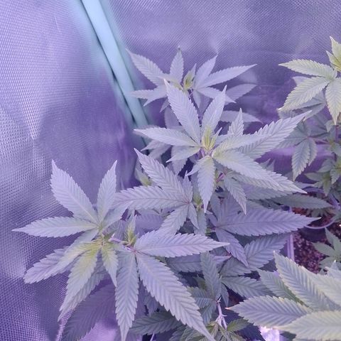 Sweet Cherry Pie growlog timeline photo