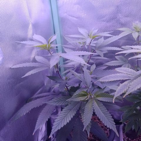 Sweet Cherry Pie growlog timeline photo