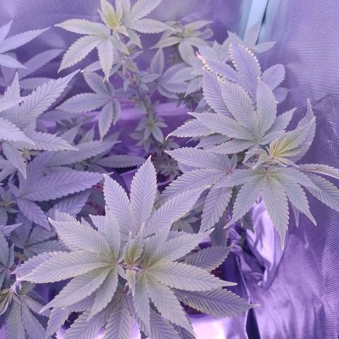 Big Bud 3 growlog timeline photo