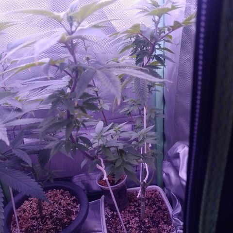 Big Bud 3 growlog timeline photo