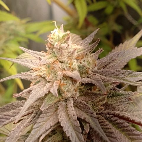 Banana Purple Punch #1 growlog timeline photo