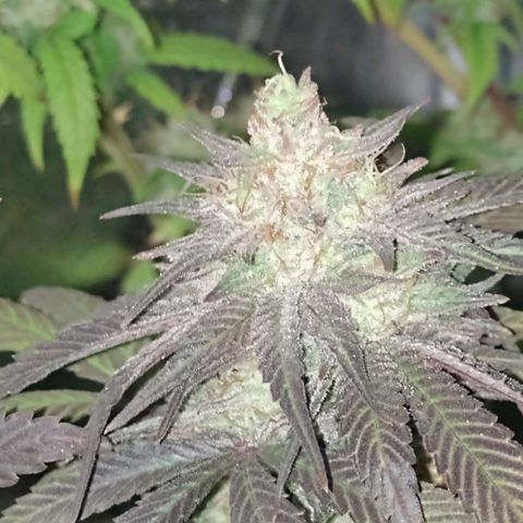 Banana Purple Punch #1 growlog timeline photo
