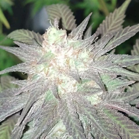 Banana Purple Punch #1 growlog timeline photo