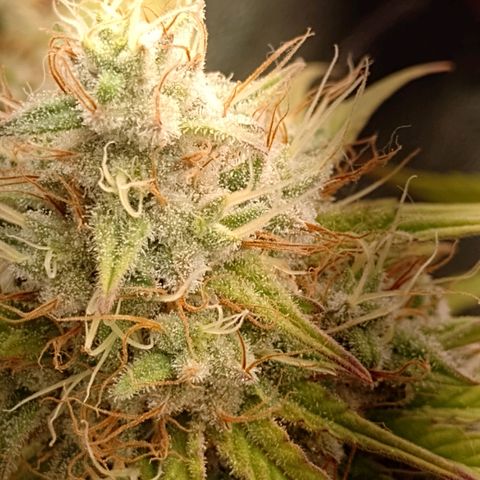 Banana Purple Punch #2 growlog timeline photo