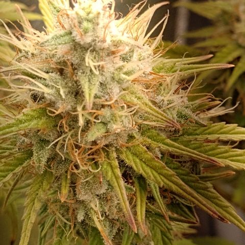 Banana Purple Punch #2 growlog timeline photo