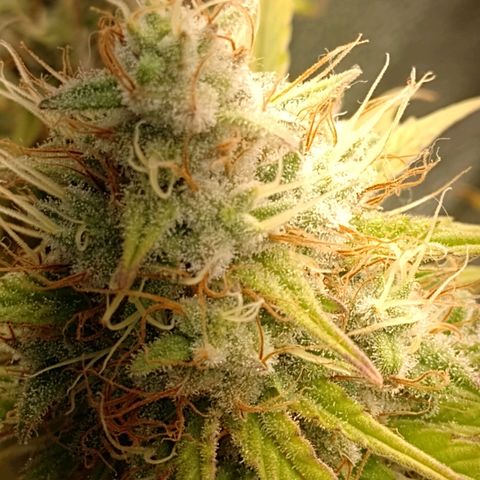 Banana Purple Punch #2 growlog timeline photo