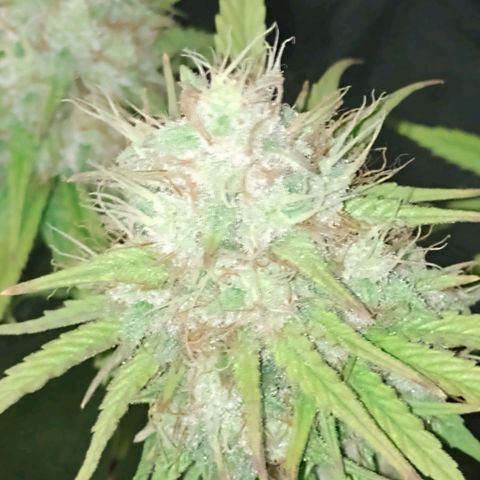 Banana Purple Punch #2 growlog timeline photo