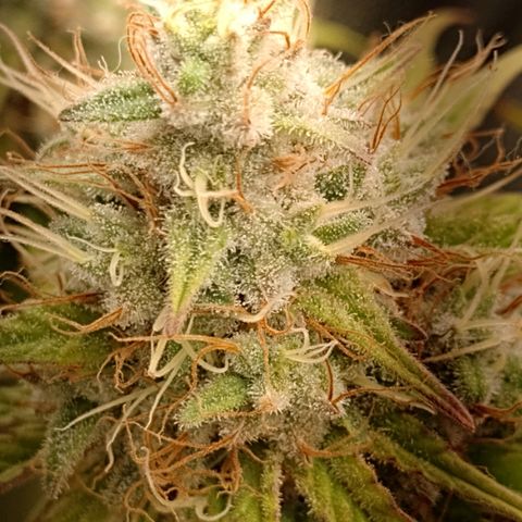 Banana Purple Punch #2 growlog timeline photo