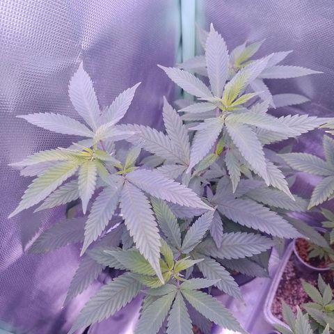 Sweet Cherry Pie growlog timeline photo