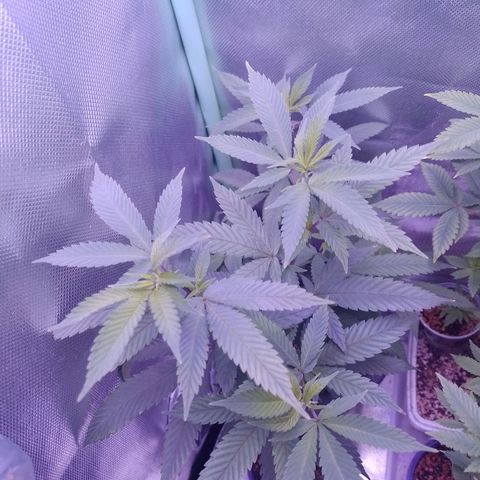 Sweet Cherry Pie growlog timeline photo