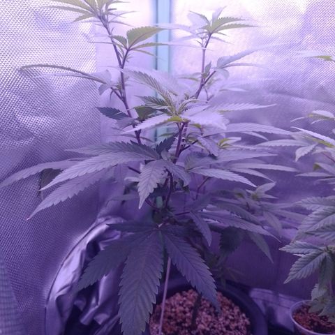 Sweet Cherry Pie growlog timeline photo