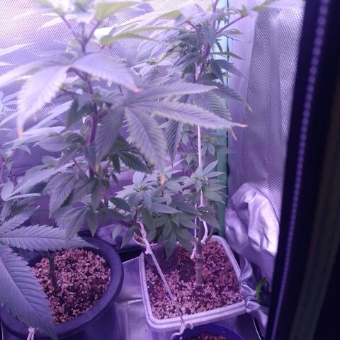 Big Bud 3 growlog timeline photo