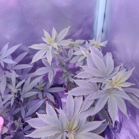 Big Bud 3 growlog timeline photo