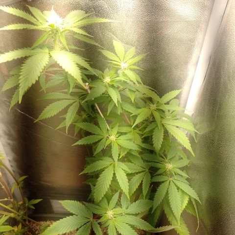 Big Bud 1 growlog timeline photo