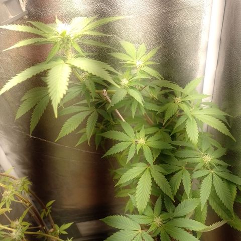 Big Bud 1 growlog timeline photo