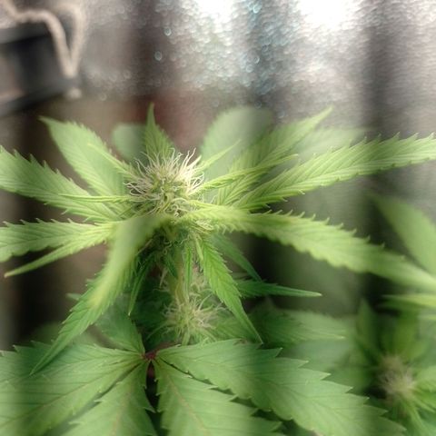 Big Bud 1 growlog timeline photo