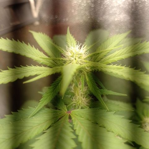 Big Bud 1 growlog timeline photo