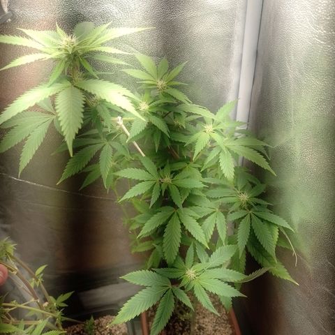 Big Bud 1 growlog timeline photo