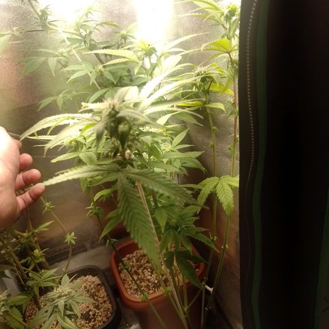Big Bud 2 growlog timeline photo
