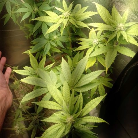 Big Bud 2 growlog timeline photo