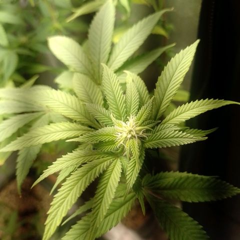 Big Bud 2 growlog timeline photo