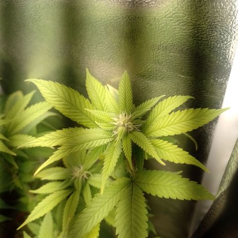 Big Bud 2 growlog timeline photo