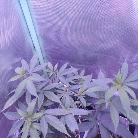 Sweet Cherry Pie growlog timeline photo