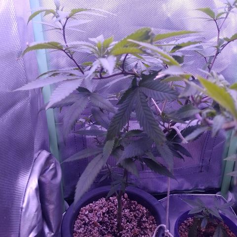 Sweet Cherry Pie growlog timeline photo