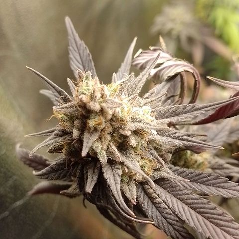 Banana Purple Punch #1 growlog timeline photo